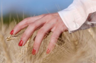 dişi parmaklar buğday dikenlerine dokunuyor.