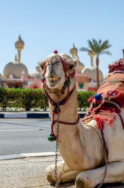 A riding camel in a bright blanket on the sunny street of Sharm El Sheikh Egypt