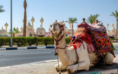A riding camel in a bright blanket on the sunny street of Sharm El Sheikh Egypt