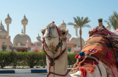 Sharm El Sheikh Mısır 'ın güneşli caddesinde parlak bir battaniyeyle deveye binmek