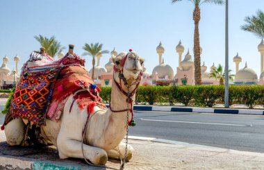 A riding camel in a bright blanket on the sunny street of Sharm El Sheikh Egypt