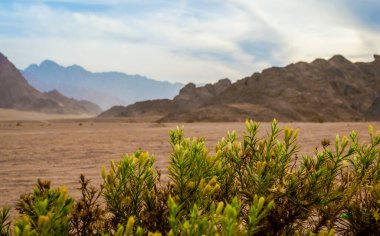 dağları çölde Sharm El Sheikh Mısır arka plan üzerinde küçük çiçekli yeşil bitki