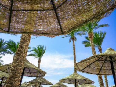Mısır 'da palmiye ağaçları ve ahşap şemsiyeleri olmayan tropikal bir arka plan. Sharm El Sheikh