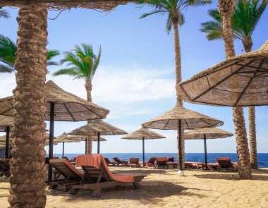Mısır 'da palmiye ağaçları ve ahşap şemsiyeleri olmayan turist plajı Sharm El Sheikh