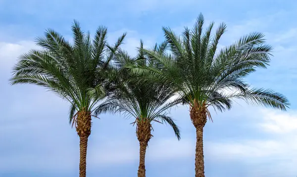 three green palm trees against a blue sky