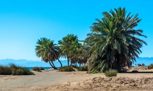 palm trees on the Red Sea on the background of mountains