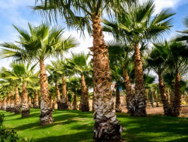 palmiye sokak ve yeşil çim Mısır Sharm El Sheikh Güney mavi gökyüzüne karşı açık bir günde Sina kesilmiş