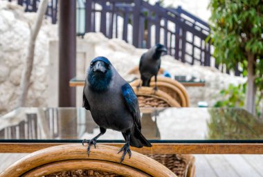 Siyah kuzgun tahta sandalyede oturuyor. Yaklaş.