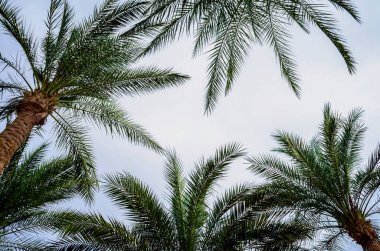 Palmiye dallarının alt görünümü ve mavi gökyüzü tropikal arkaplanı