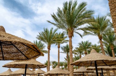 Mısır 'da palmiye ağaçları ve ahşap şemsiyeleri olmayan tropikal bir arka plan. Sharm El Sheikh