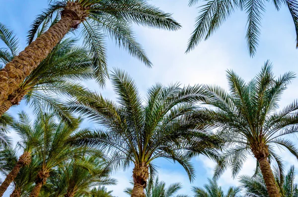 several date palm trees are shot from below against a blue sky with clouds in the afternoon