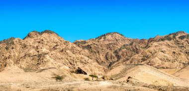 yüksek kayalık dağların fon karşı Mısır çölünde ağaçlar