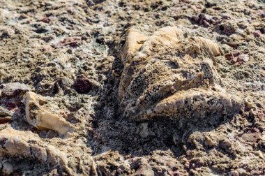 kazılan kabuk büyüdü taşa yakın