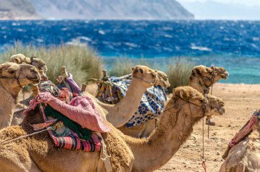 kervan deve Mısır Dahab Güney Sina yalan
