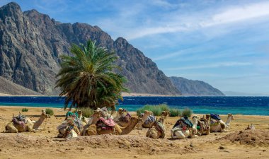 several camels rest on the shores of the Red Sea in Egypt