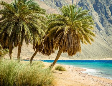 Mısır'da yüksek kayalık kayalıkların arka planında Kızıldeniz kıyılarında yeşil palmiye ağaçları