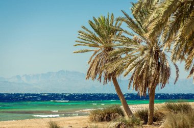 Mısır'da yüksek kayalık kayalıkların arka planda Kızıldeniz'de yeşil palmiye ağaçları