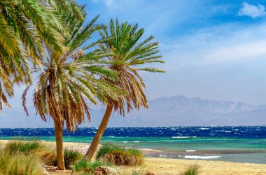 green palm trees on the red sea without people in egypt tropical background nature landscape