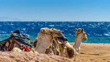 iki deve Mısır 'da deniz kıyısında yatıyor Dahab Güney Sinai