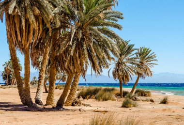 Mısır Dahab Kızıldeniz'de palmiye ağaçları