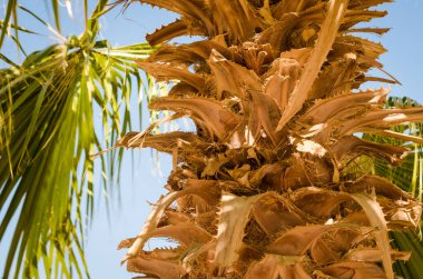 Palm gövde yeşil dal ile yakın çekim