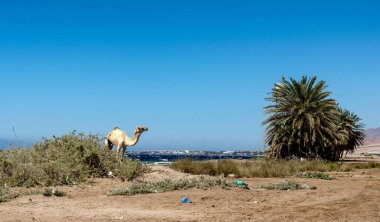 Sahilde yaşlı hasta bir deve ve ve Mısır 'da bir çöp yığını.