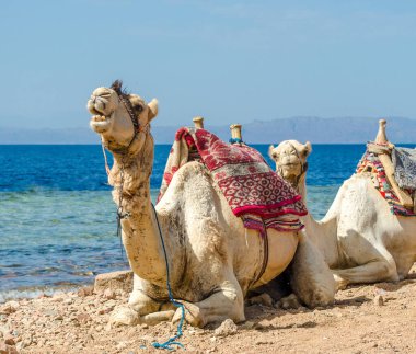 Mısır 'da deniz kıyısında Camel çığlık Dahab Güney Sinai
