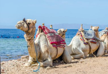 deve portre yakın çekim Mısır Dahab South Sinai'deki / daki Denizi'nin kıyısında
