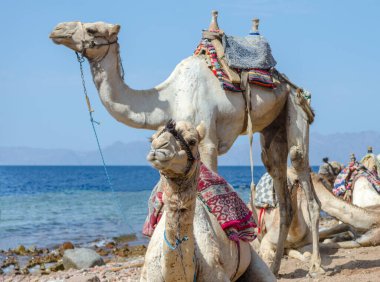 Mısır Dahab South Sinai'deki / daki Denizi'nin kıyısında kadar yakın iki deve portresi