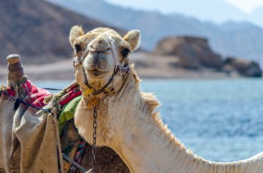 deve portre yakın çekim Mısır Dahab South Sinai'deki / daki Denizi'nin kıyısında