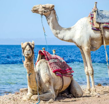Mısır Dahab South Sinai'deki / daki Denizi'nin kıyısında kadar yakın iki deve portresi