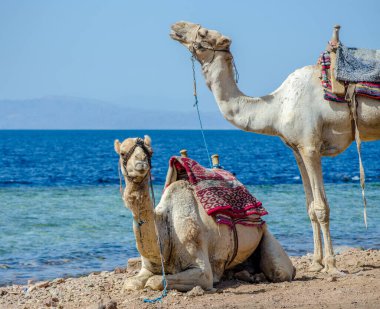 Mısır Dahab South Sinai'deki / daki Denizi'nin kıyısında kadar yakın iki deve portresi