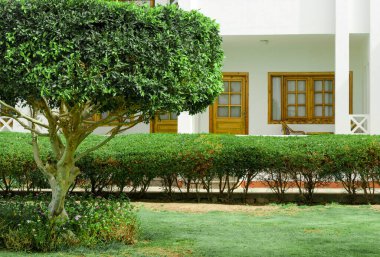 ağaç arka planda çalılar ve resort ev yeşil yaprakları ile