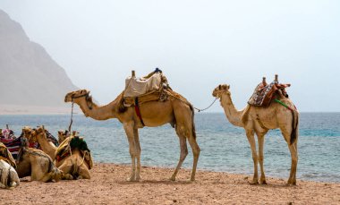 kervan deve Mısır Dahab Güney Sina yalan