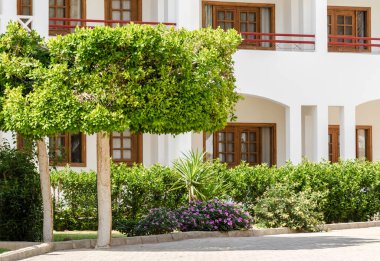 Mısır'da bir otel evinin arka planında yeşil boynuz ağaçları ve çalılar