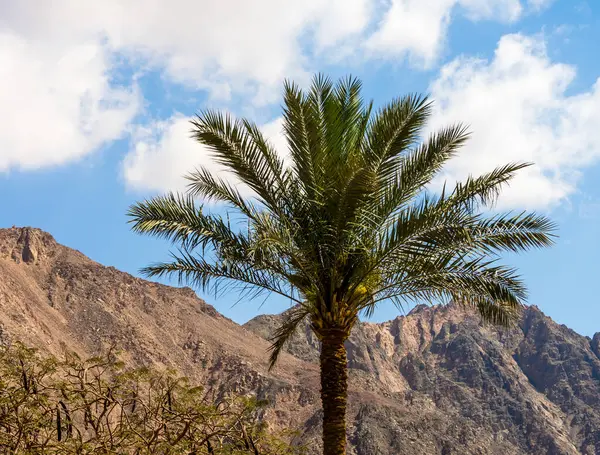 one palm tree on a background of mountains and blue sky with white clouds