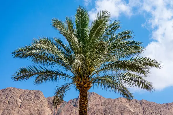 one palm tree on a background of mountains and blue sky with white clouds