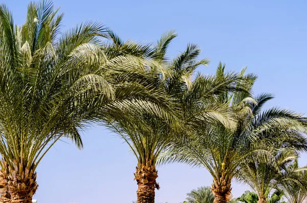 Mavi gökyüzüne karşı palmiye ağaçları