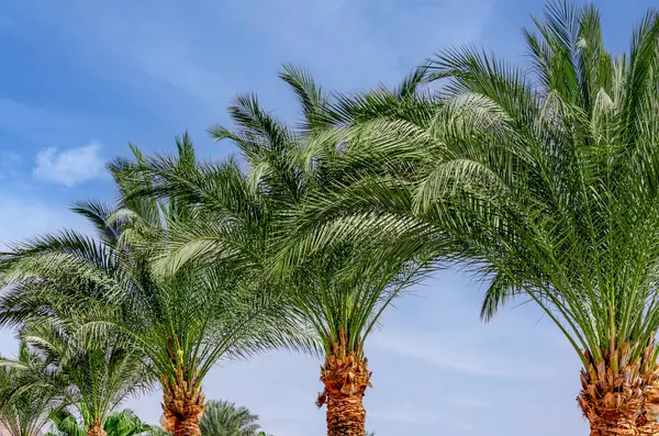 several green fresh palm trees tropical natural background nature