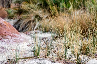 Dağlarda yeşil palmiye ağacı doğa arka planında