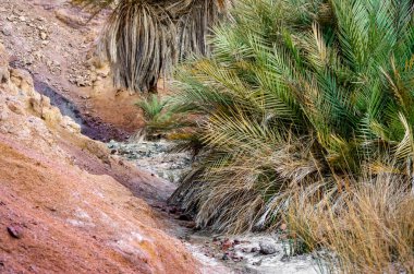 Dağlarda yeşil palmiye ağacı doğa arka planında