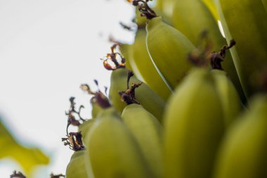 Taze muz arkaplanını kapatın.