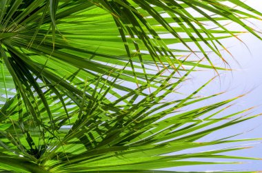 tropikal arkaplan taze palmiye dalları alt görünüm