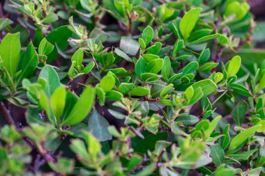 Canlı yeşil bitki doğal arkaplan bırakır