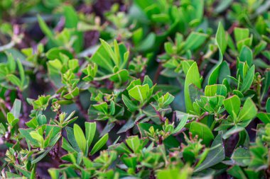 Canlı yeşil bitki doğal arkaplan bırakır