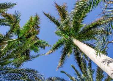 Beyaz arkaplanda tropik desenli yüksek palmiye ağaçları deseni