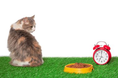 Üç renkli melez kedi, kırmızı bir alarm saati ve sarı bir kase kuru gıdanın yanında yapay yeşil çimenlerin üzerinde oturuyor.