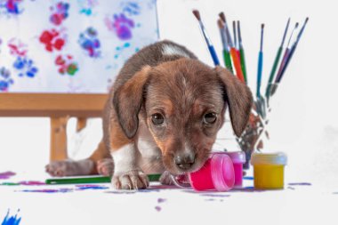 Melez köpek yavrusu beyaz arka planda bir kavanoz boya kemiriyor.