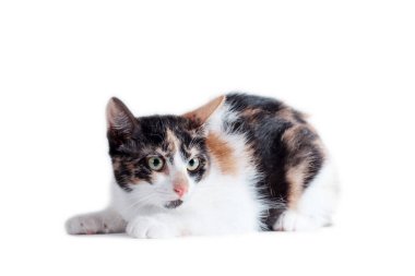 Beyaz arka planda yatan üç renkli yetişkin kedi