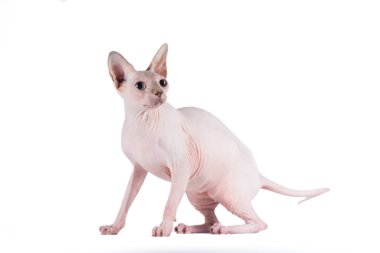 pink sphinx cat on a white background